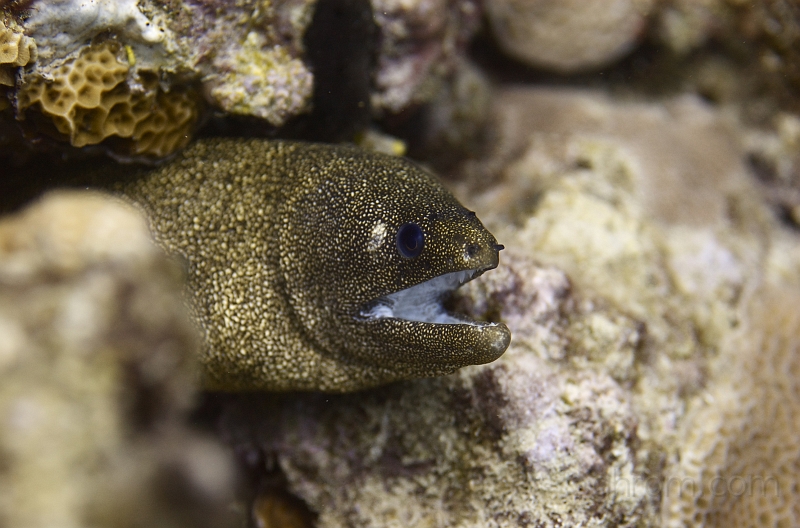 DSC_5427.jpg - Moray eel.

(c) ghrom.com