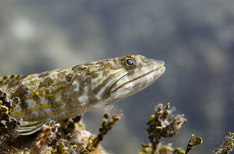 DSC_6029.jpg - Lizardfish. You can spot quite a few of them lying on a rock or half buried in sand waiting for prey.

(c) ghrom.com