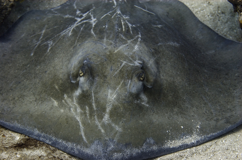 DSC_6372.jpg - Stingray. This one was looking old and battered.

(c) ghrom.com