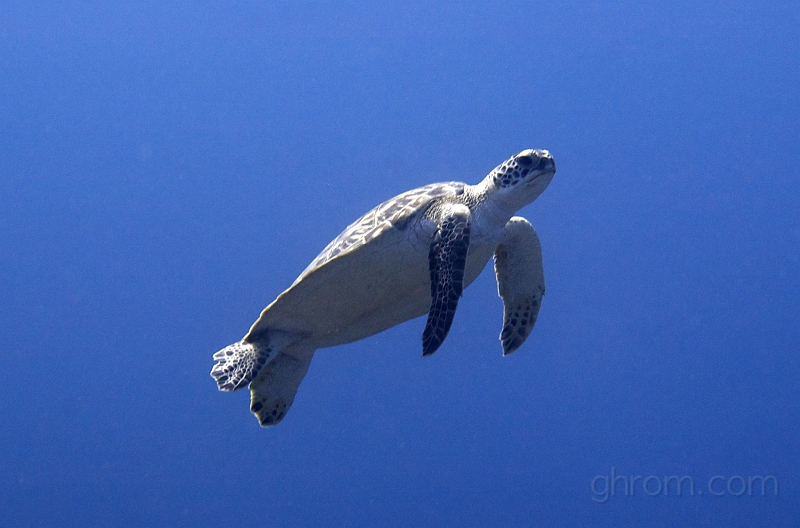 DSC_6554.jpg - Sea turtle.

(c) ghrom.com