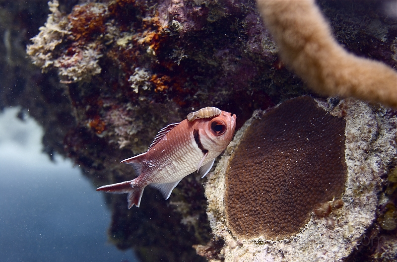 DSC_7301.jpg - Something very nasty stuck to the head of a squirrelfish. Its going to eat the head of the fish alive.

(c) ghrom.com